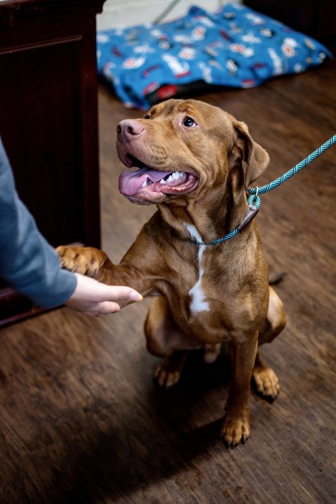 Fetch, Adoptable, Young Male Labrador Retriever & Pit Bull Terrier.