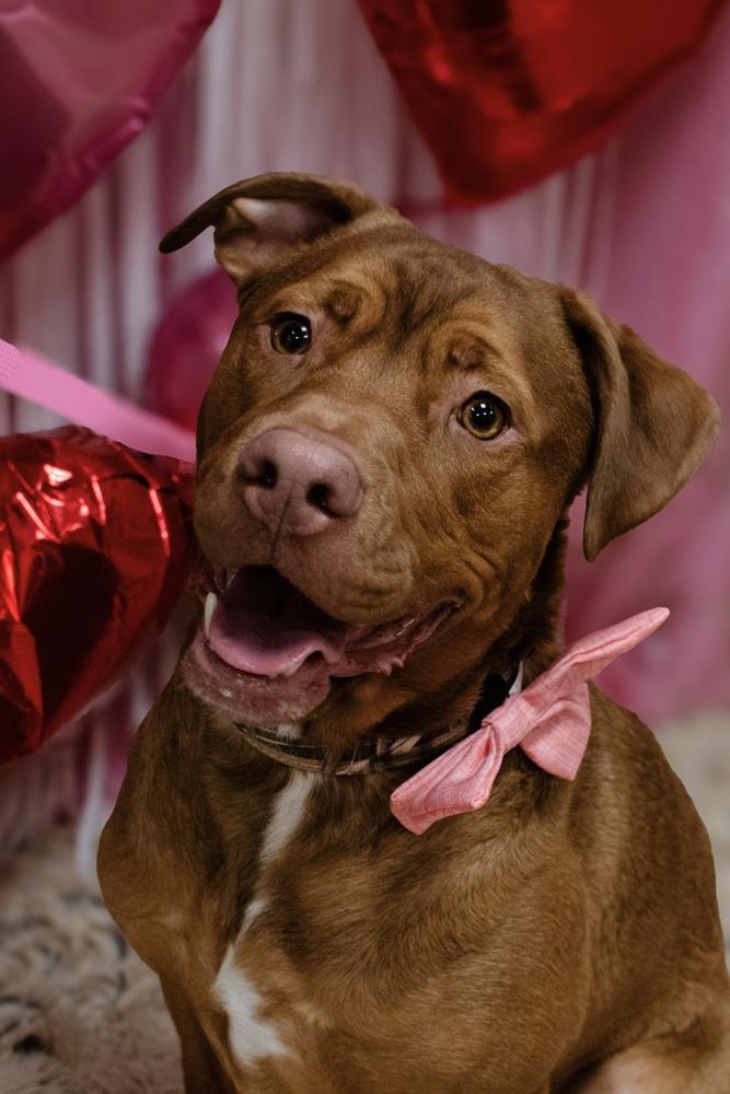 Fetch, a Adoptable mixed breed in Frankfort, NY image 5/6