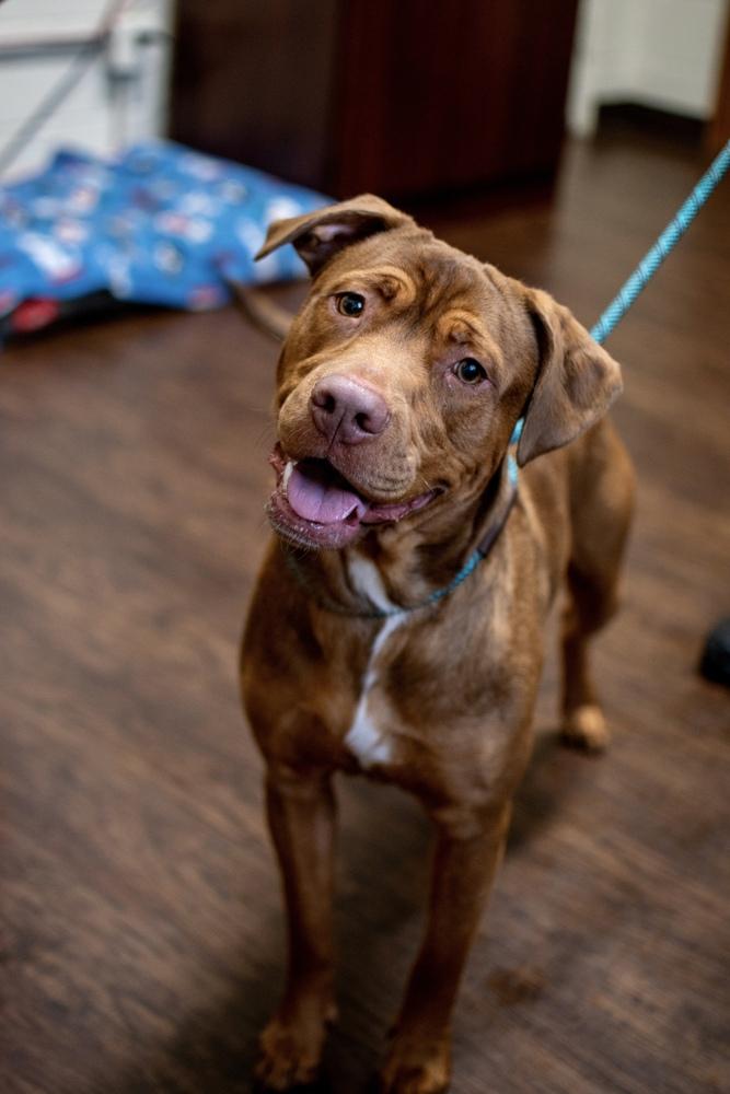 Enlarge Fetch, a Adoptable mixed breed in Frankfort, NY image 6/6