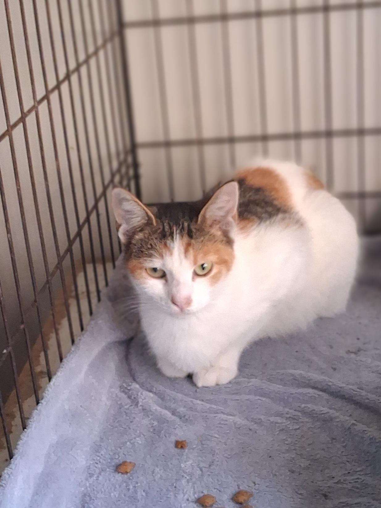 Trinket, Adoptable, Young Female Domestic Short Hair.
