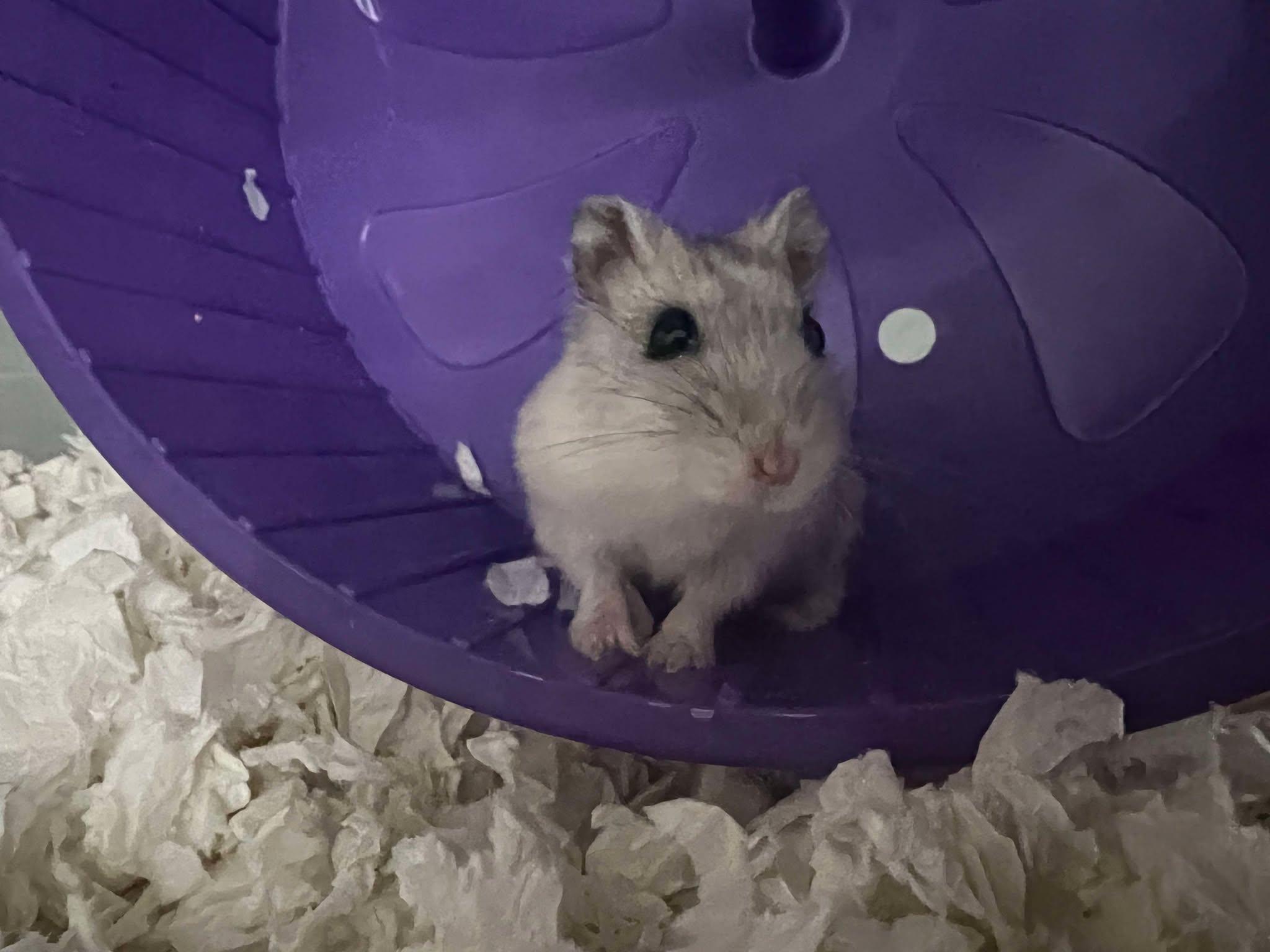 LoveBug, Young Male Dwarf Hamster