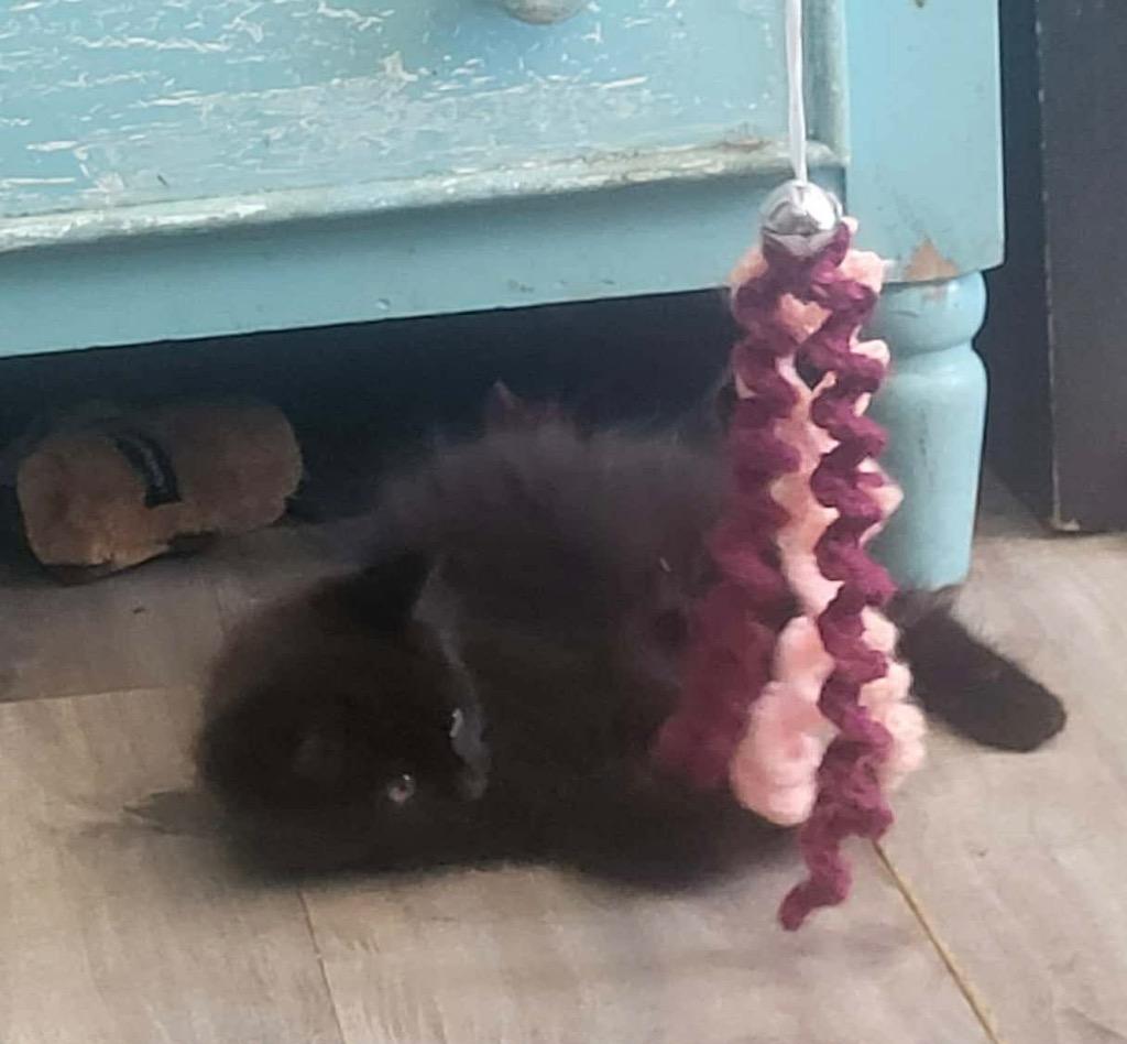 Velvet, Adoptable, Kitten Male Domestic Long Hair.