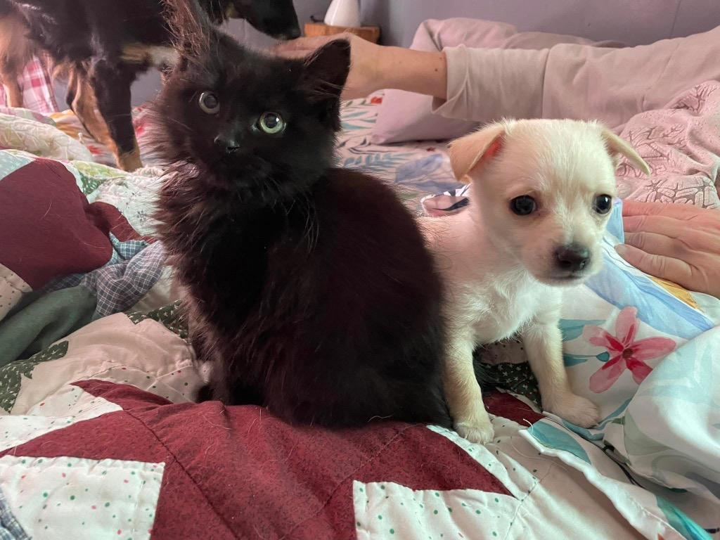 Enlarge Velvet, a Adoptable mixed breed in Erwin, TN image 2/4