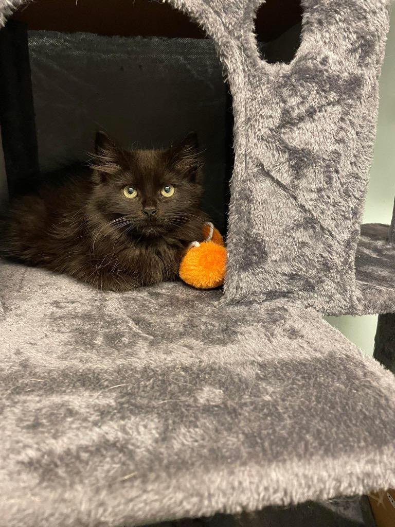 Enlarge Velvet, a Adoptable mixed breed in Erwin, TN image 3/4