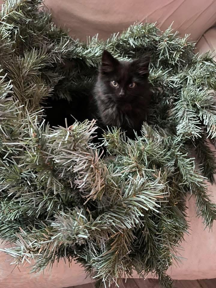 Enlarge Velvet, a Adoptable mixed breed in Erwin, TN image 4/4