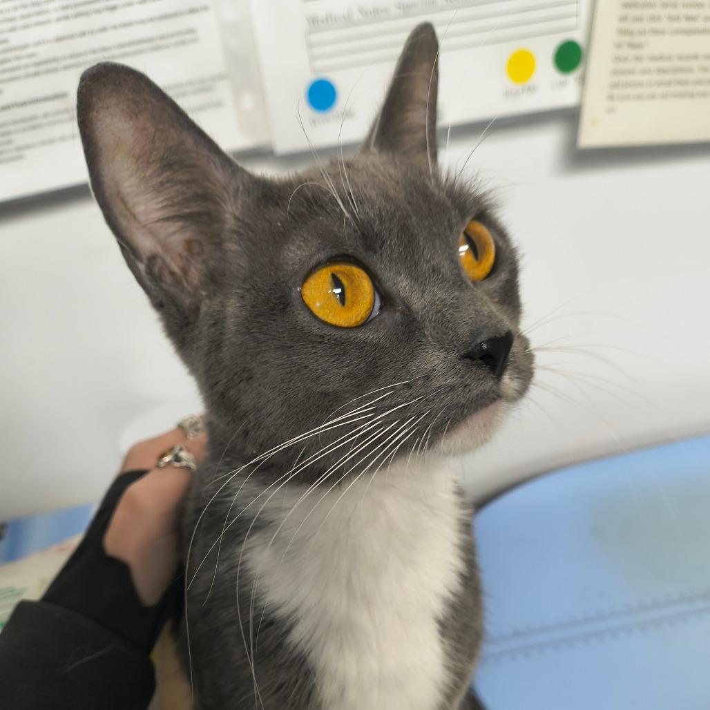 Nala, Adoptable, Young Female Domestic Short Hair & Domestic Short Hair.