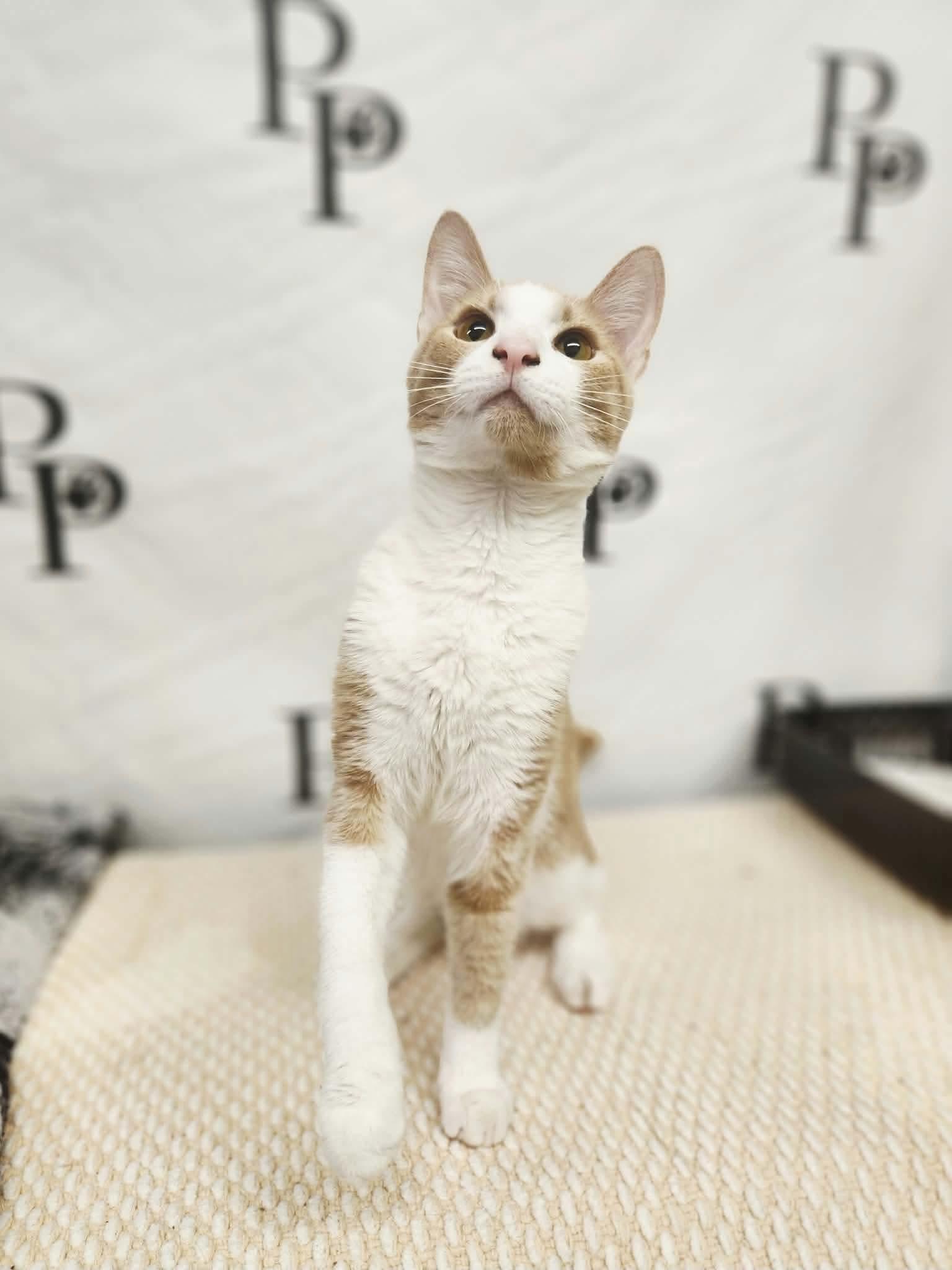 Lebron, Adoptable, Young Male Domestic Short Hair.