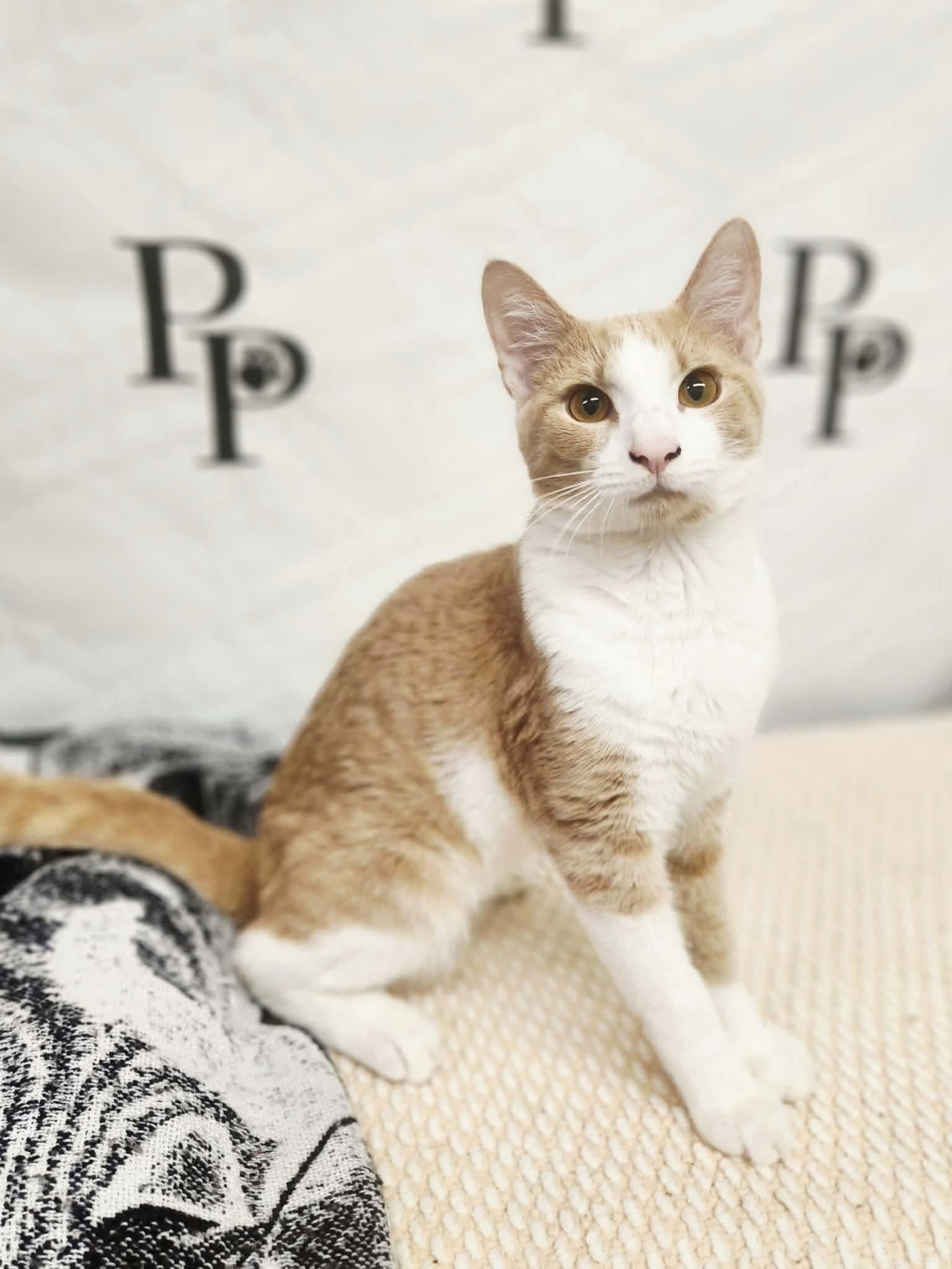 Enlarge Lebron, a Adoptable Domestic Short Hair in Social Circle, GA image 2/3