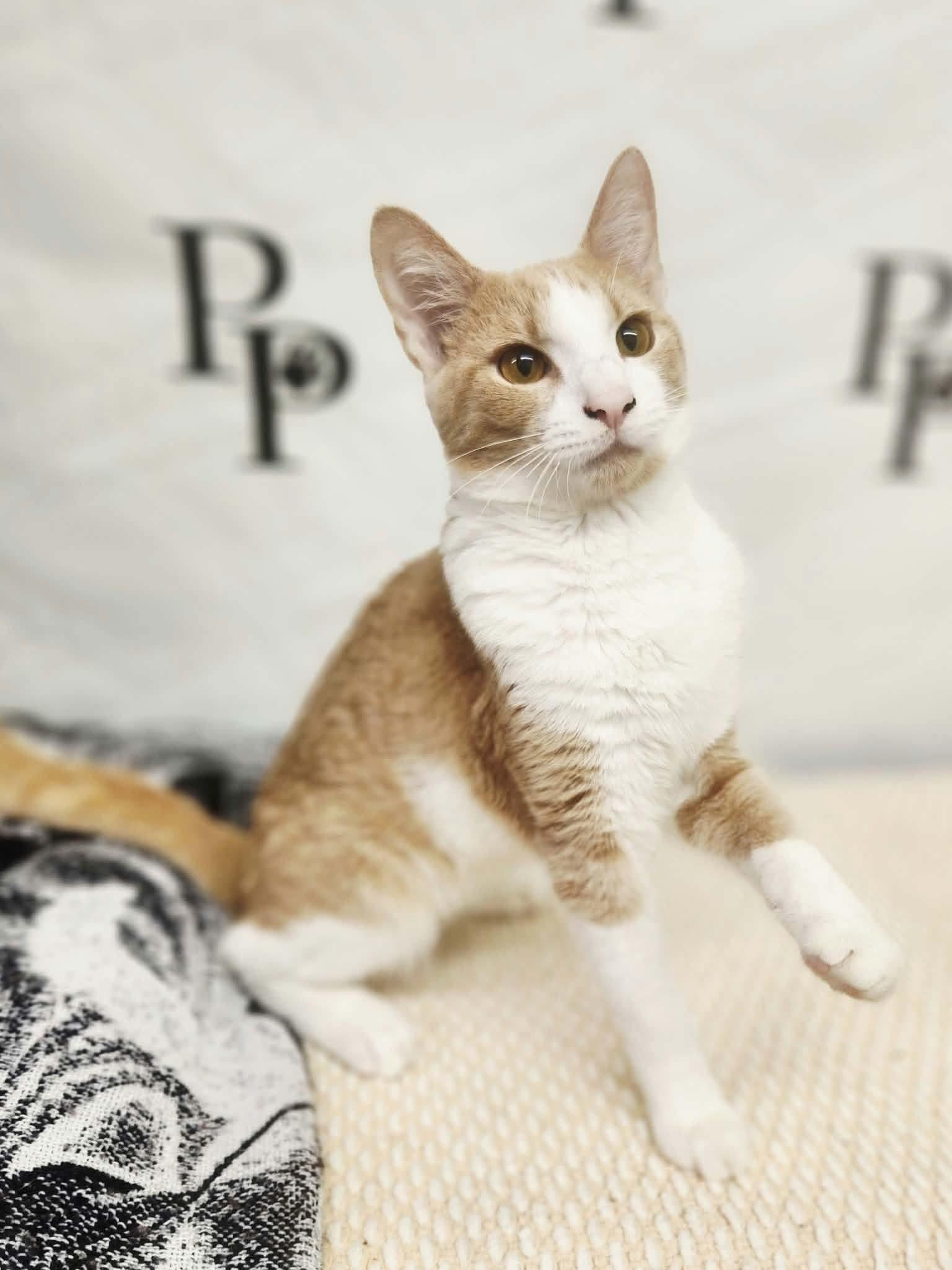 Enlarge Lebron, a Adoptable Domestic Short Hair in Social Circle, GA image 3/3