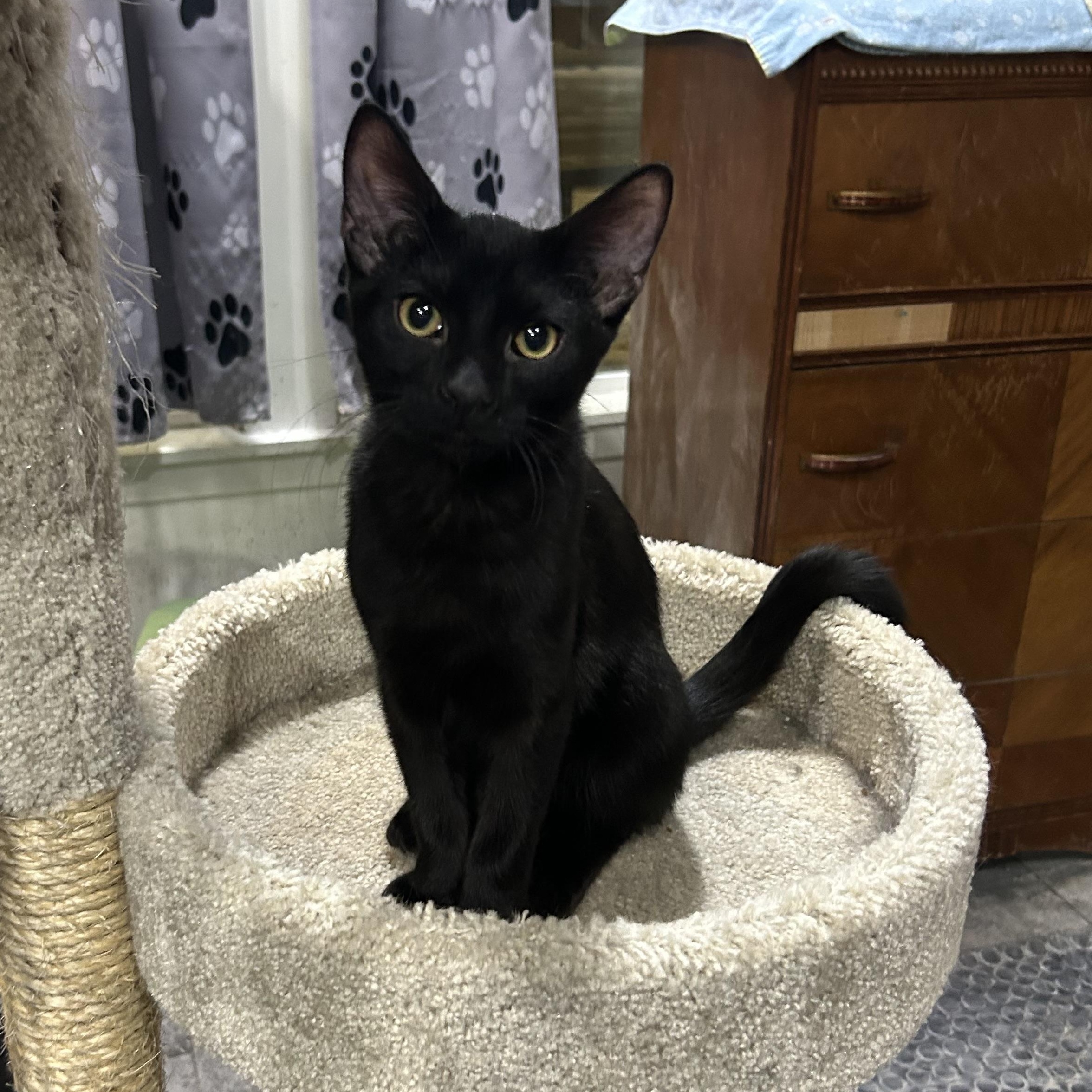 Vince, adopted, Young Male Domestic Short Hair.