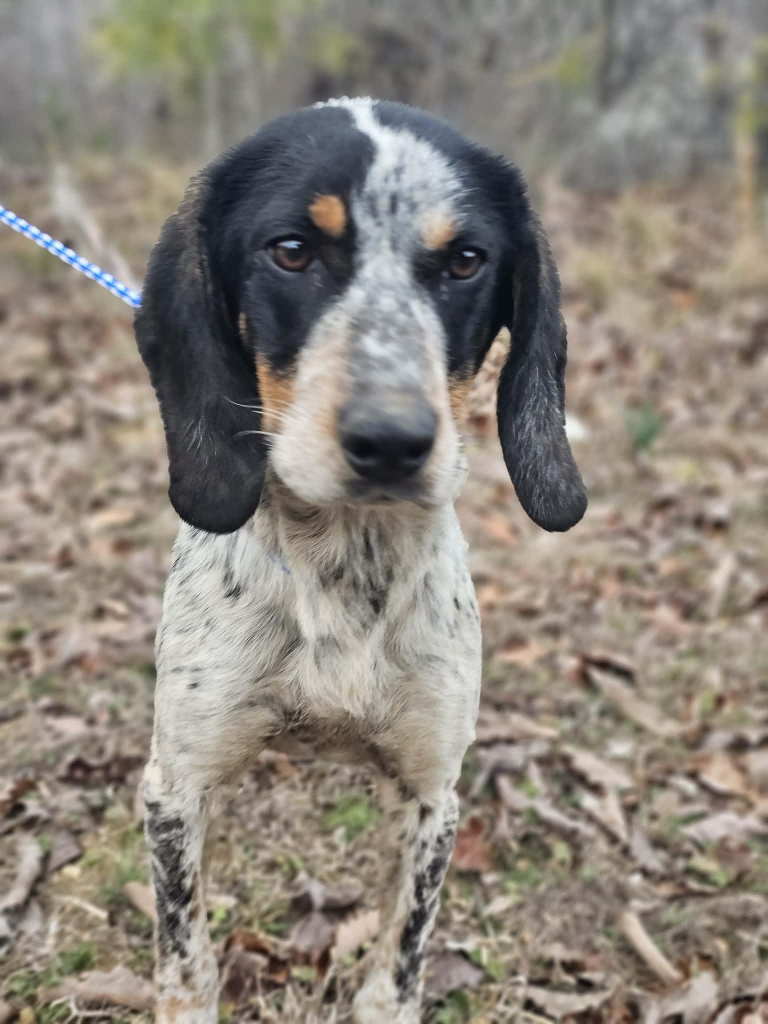 Adia, an adopted Bluetick Coonhound in Fort Payne, AL image 1/2