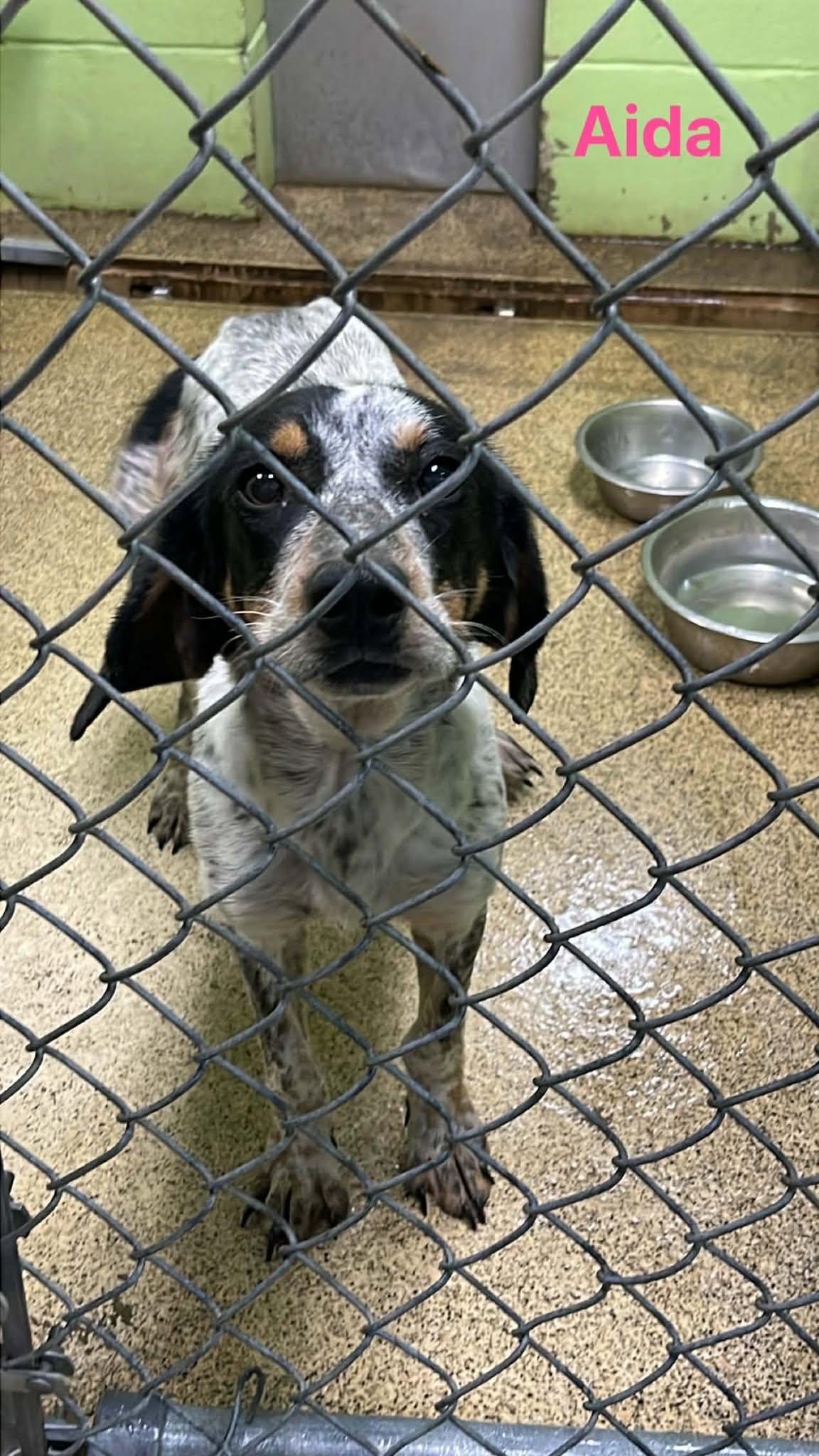 Adia, an adopted Bluetick Coonhound in Fort Payne, AL image 2/2