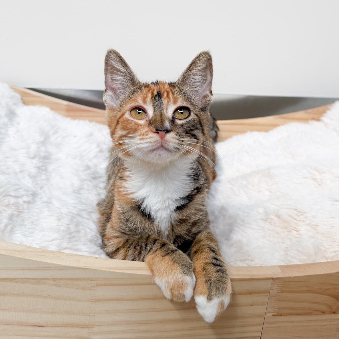 Enlarge Marigold, a Adoptable Domestic Short Hair in New Orleans, LA image 1/1