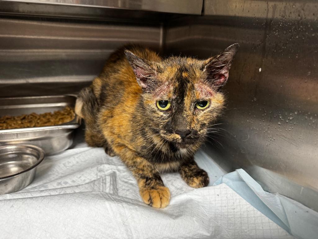 Joy Joy, Adoptable, Adult Female Domestic Short Hair.