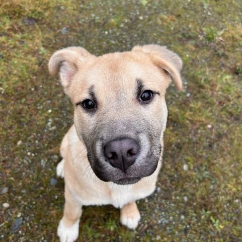 Goto, Adoptable, Puppy Male Mixed Breed.