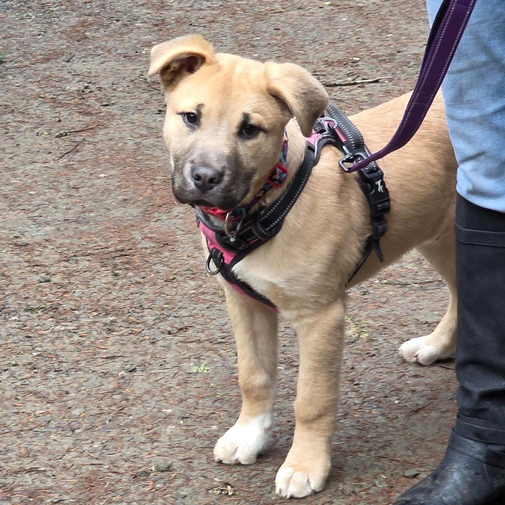 Goto, Adoptable, Puppy Male Mixed Breed.