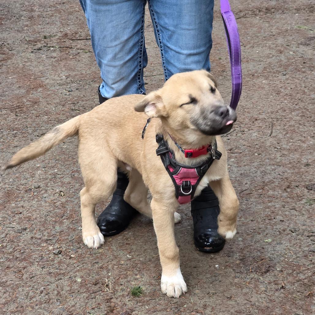 Goto, a Adoptable Mixed Breed in Port Townsend, WA image 2/3