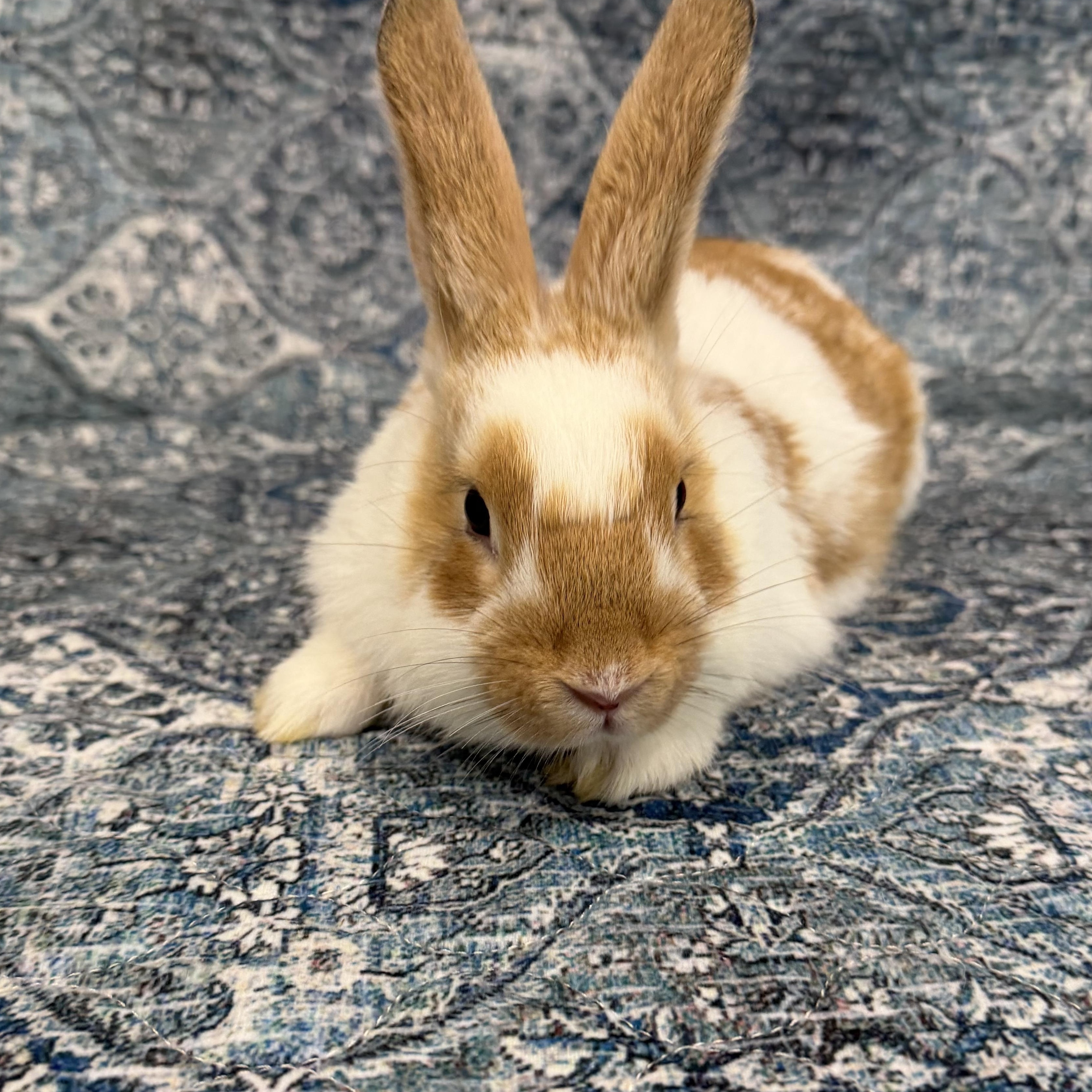 Enlarge CLOVE, a Adoptable mixed breed in Forest Hills, NY image 5/5