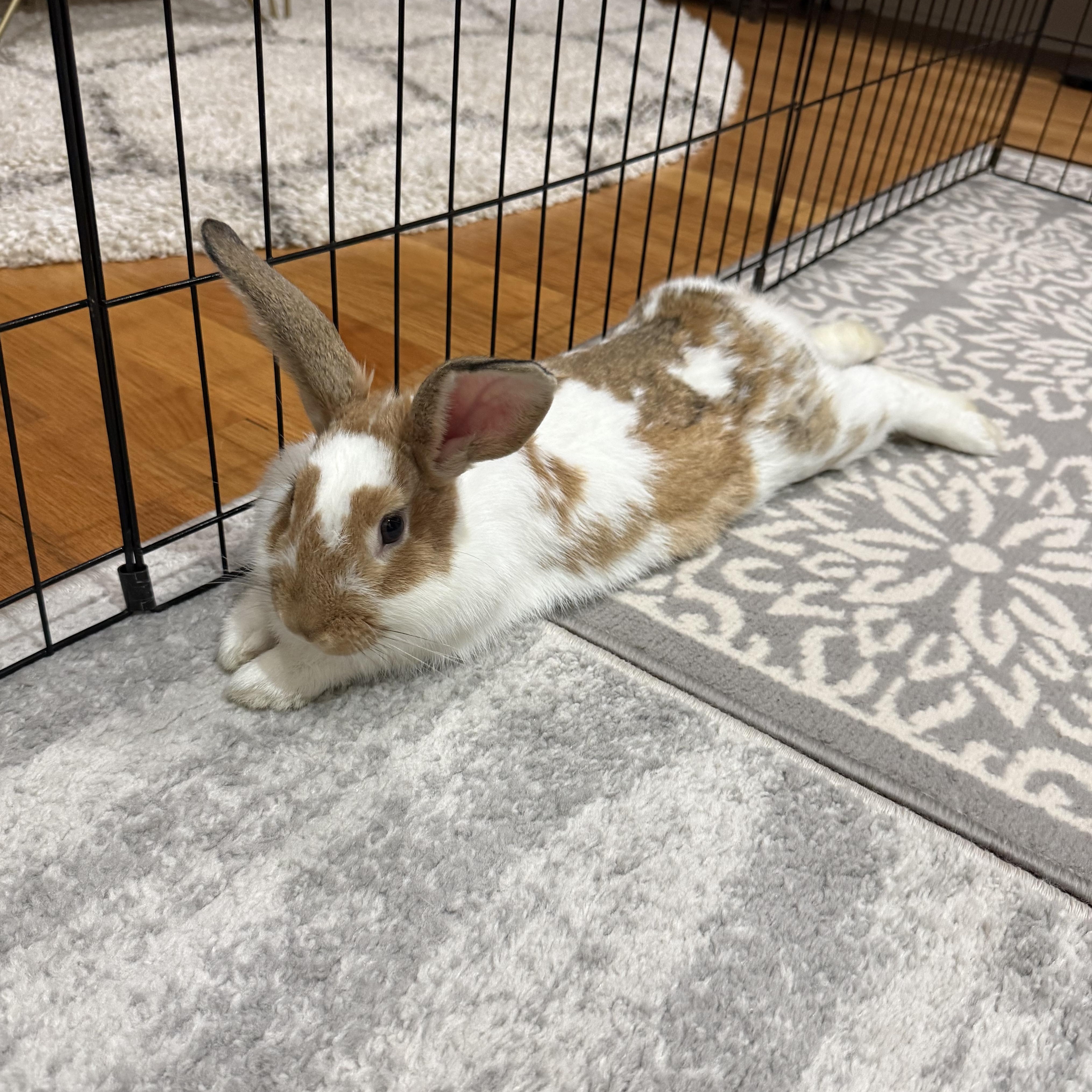 CLOVE, Adoptable, Young Female English Spot & American Sable.