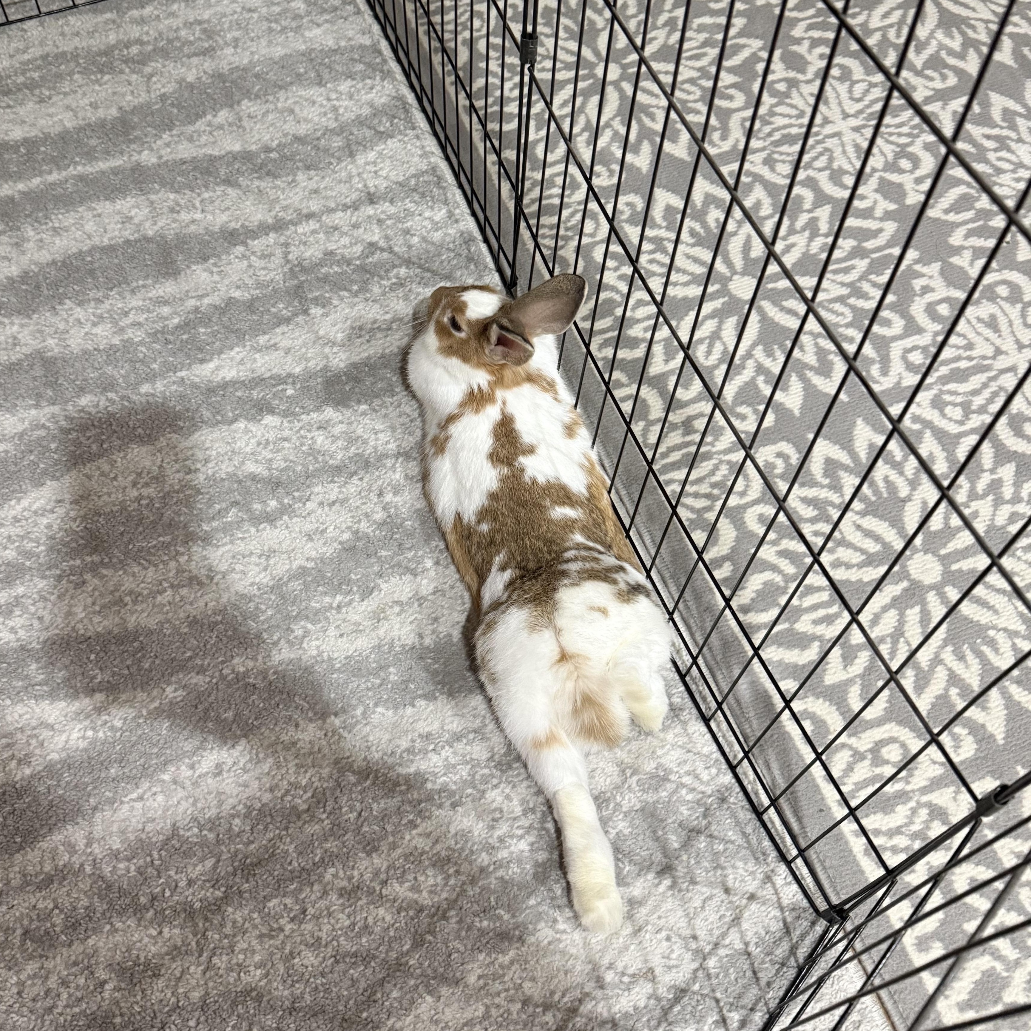Enlarge CLOVE, a Adoptable mixed breed in Forest Hills, NY image 3/5