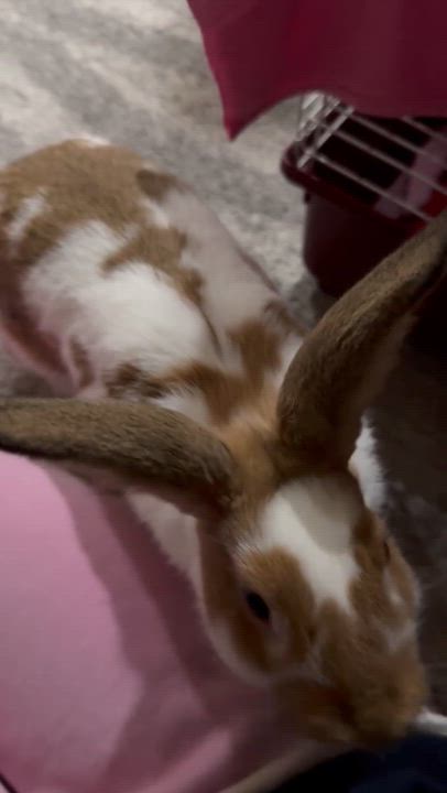 Enlarge CLOVE, a Adoptable mixed breed in Forest Hills, NY video 4/5