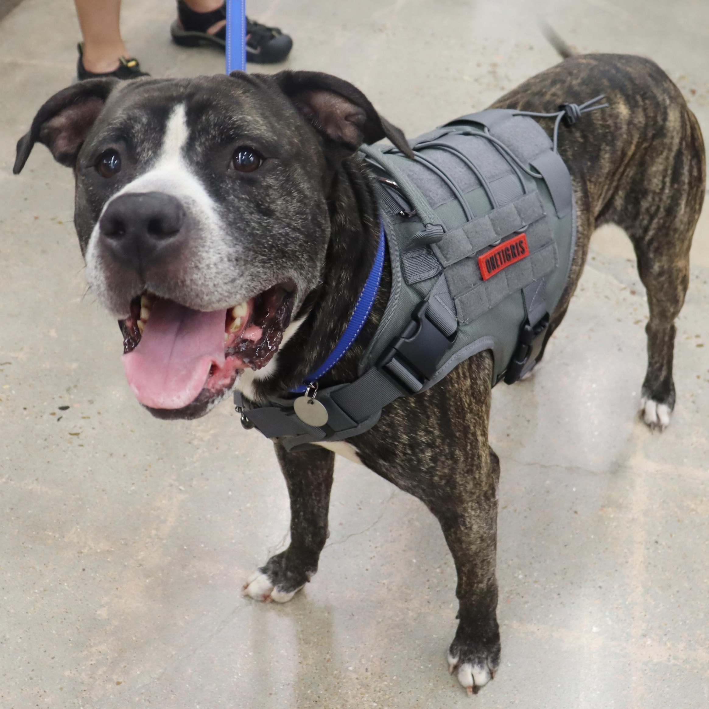 Bruce - Loving and affectionate Boy, Adoptable, Adult Male American Bulldog & Bullmastiff.