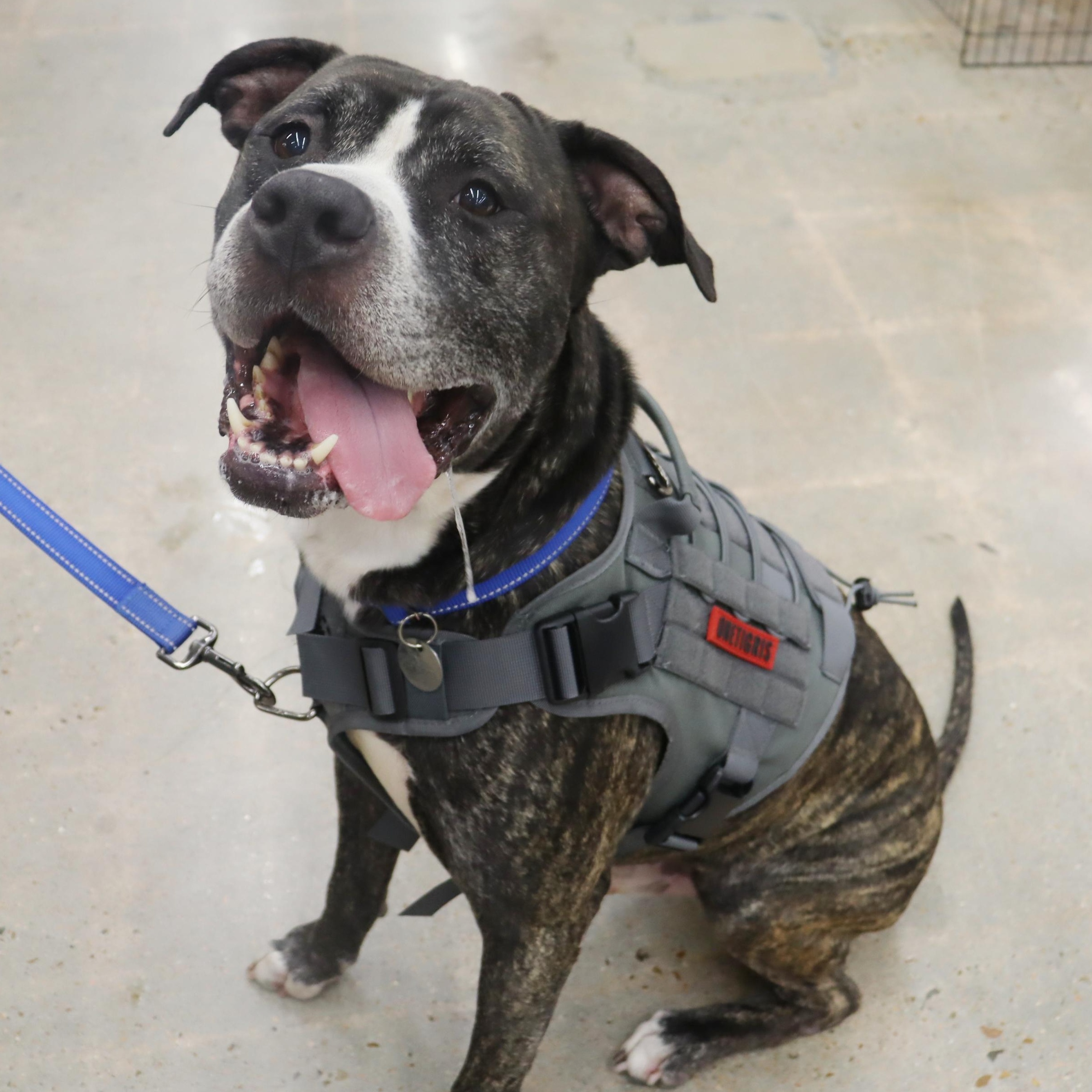 Bruce - Loving and affectionate Boy, an adoptable American Bulldog, Bullmastiff in League City, TX, 77574 | Photo Image 3