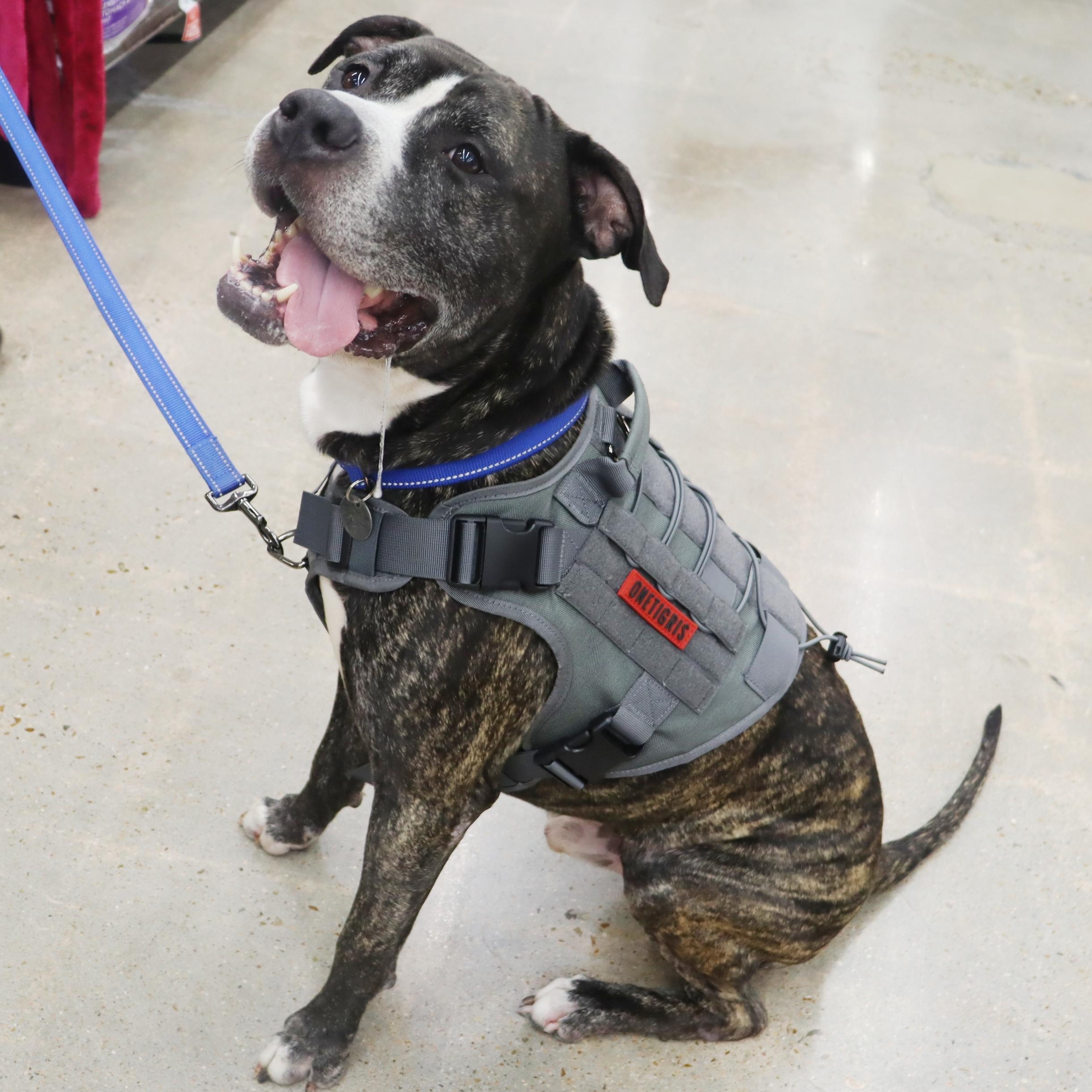 Bruce - Loving and affectionate Boy, an adoptable American Bulldog, Bullmastiff in League City, TX, 77574 | Photo Image 5