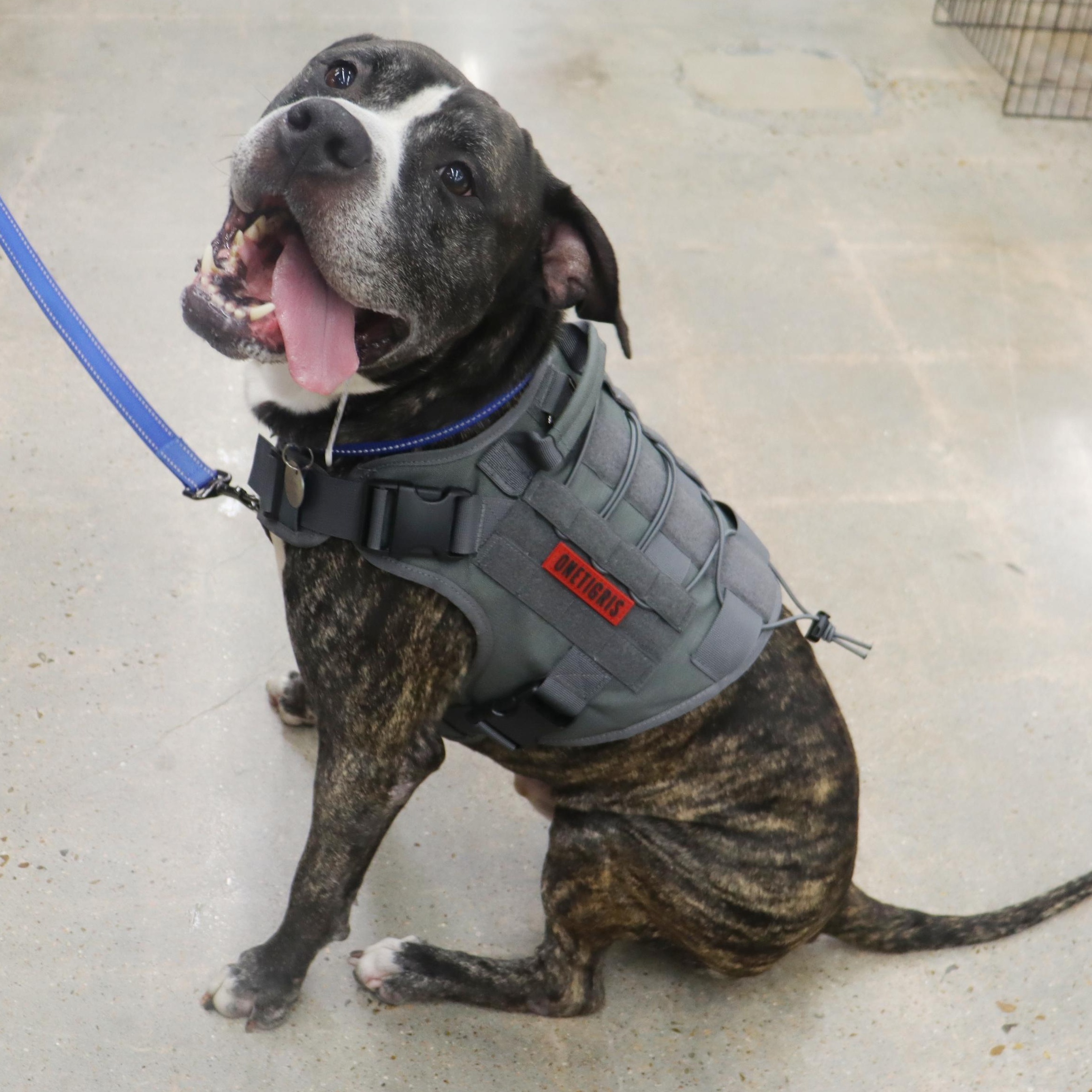Bruce - Loving and affectionate Boy, an adoptable American Bulldog, Bullmastiff in League City, TX, 77574 | Photo Image 2