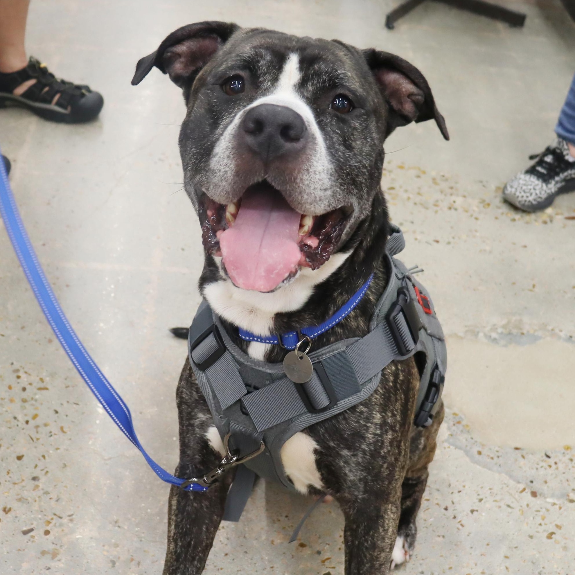 Bruce - Loving and affectionate Boy, an adoptable American Bulldog, Bullmastiff in League City, TX, 77574 | Photo Image 6