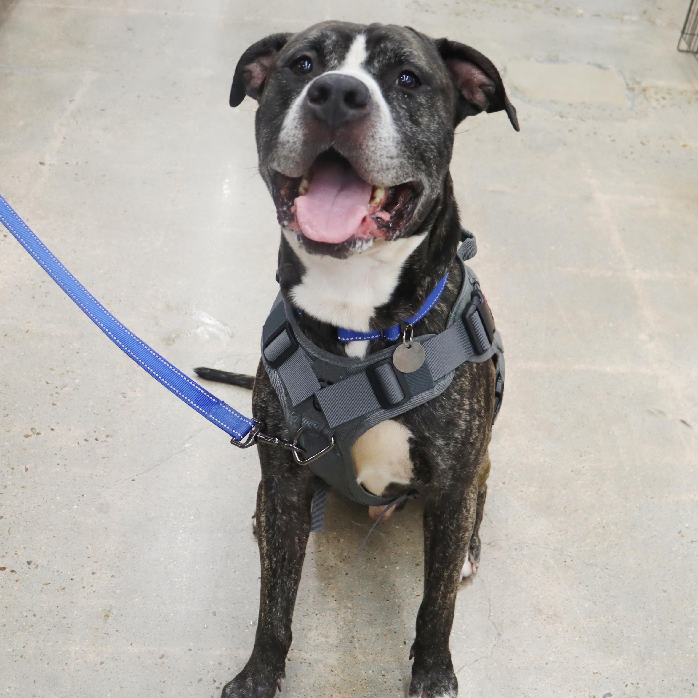 Bruce - Loving and affectionate Boy, an adoptable American Bulldog, Bullmastiff in League City, TX, 77574 | Photo Image 4