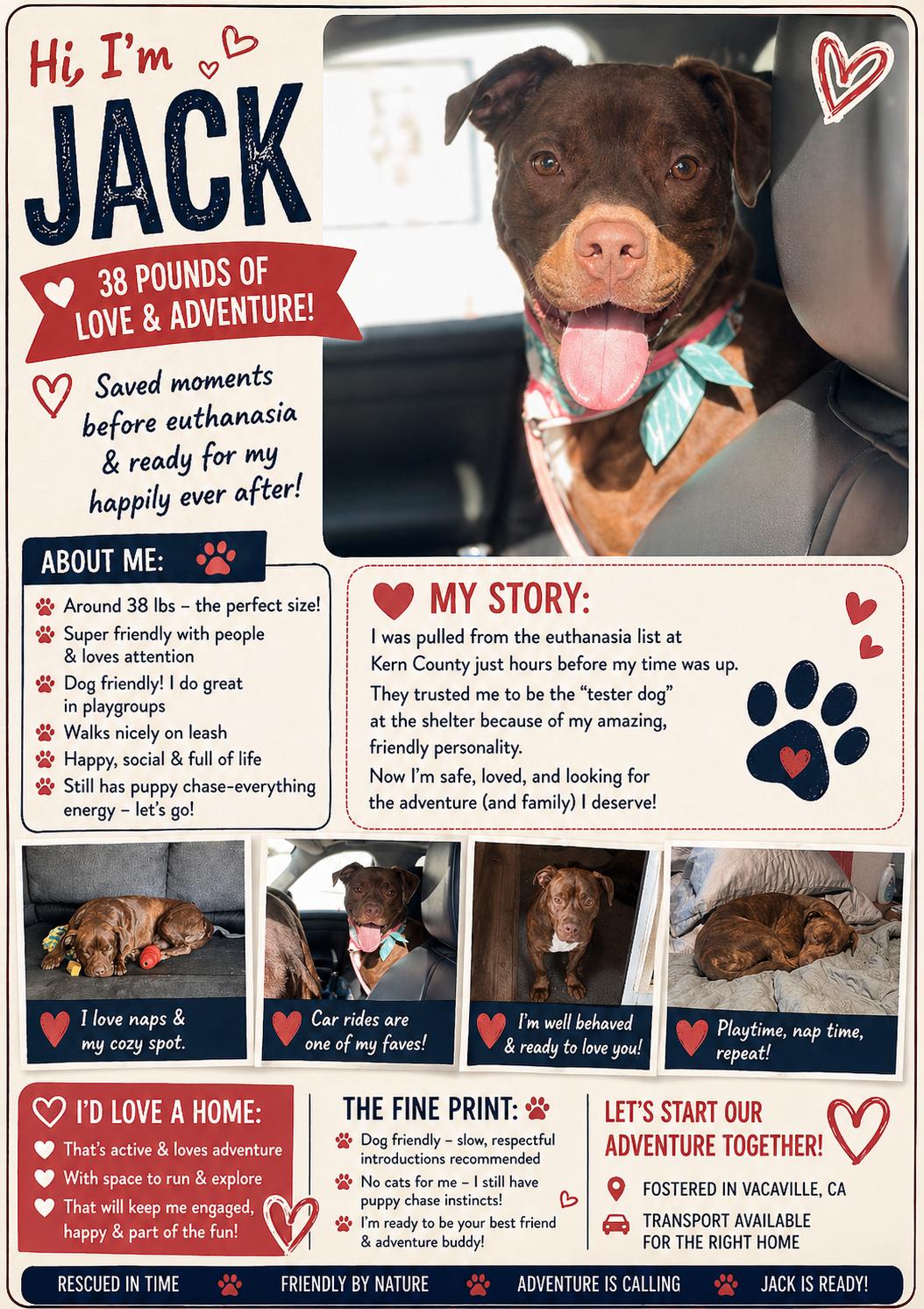 Enlarge Jack, a Adoptable American Staffordshire Terrier in Sparks, NV image 1/4