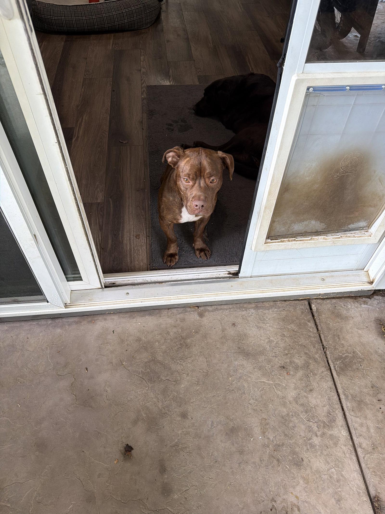 Enlarge Jack, a Adoptable American Staffordshire Terrier in Sparks, NV image 4/4