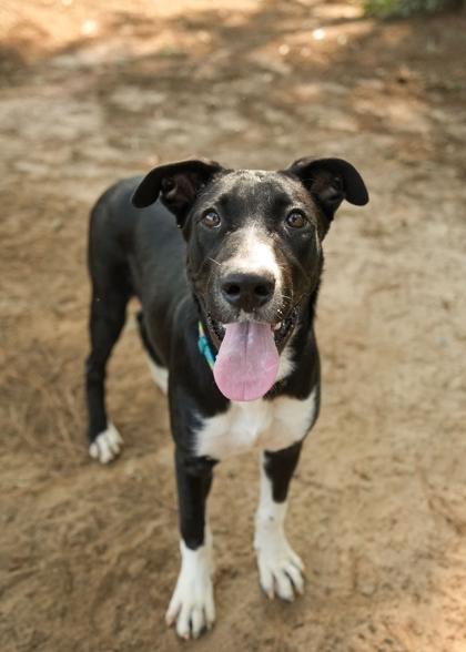 Enlarge Moonshine 64760, a Adoptable mixed breed in Aiken, SC image 1/1