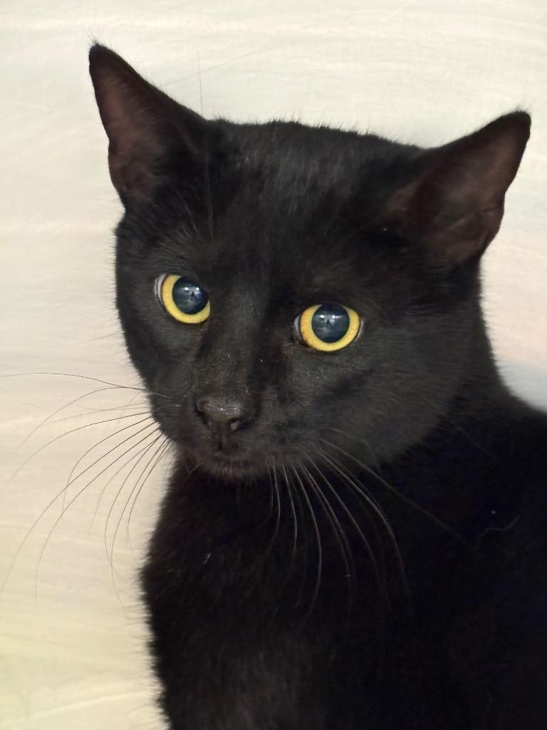 Sauron, Adoptable, Adult Male Domestic Short Hair.