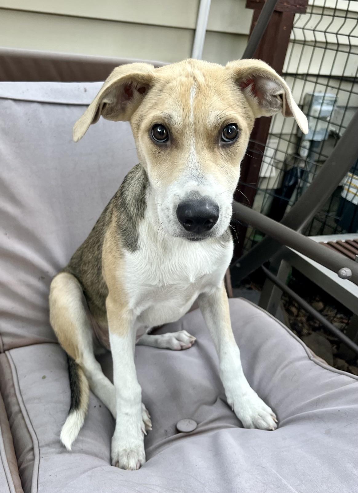 Teagan, an adopted mixed breed in Minneapolis, MN image 3/3