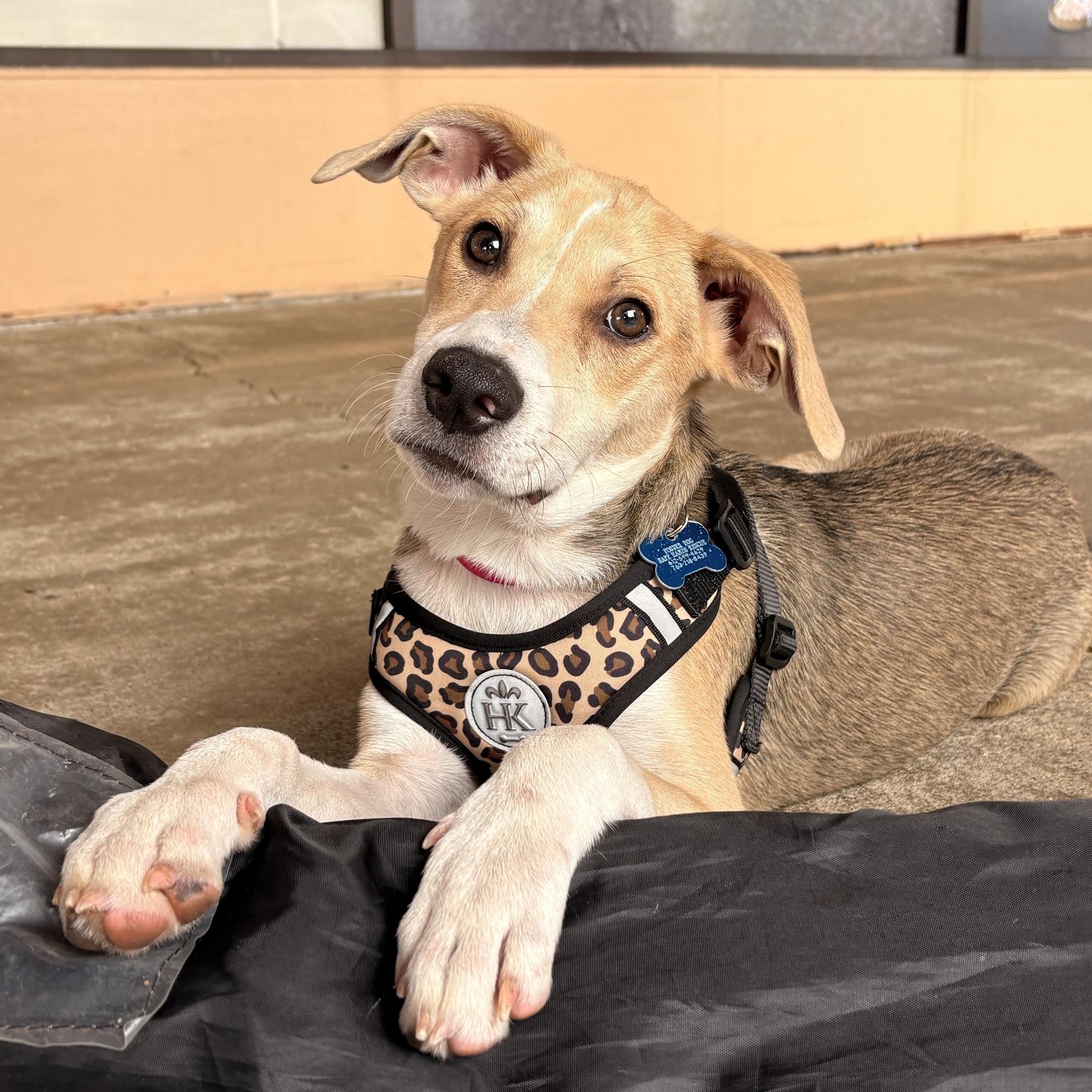 Teagan, adopted, Puppy Female Hound & Shepherd.
