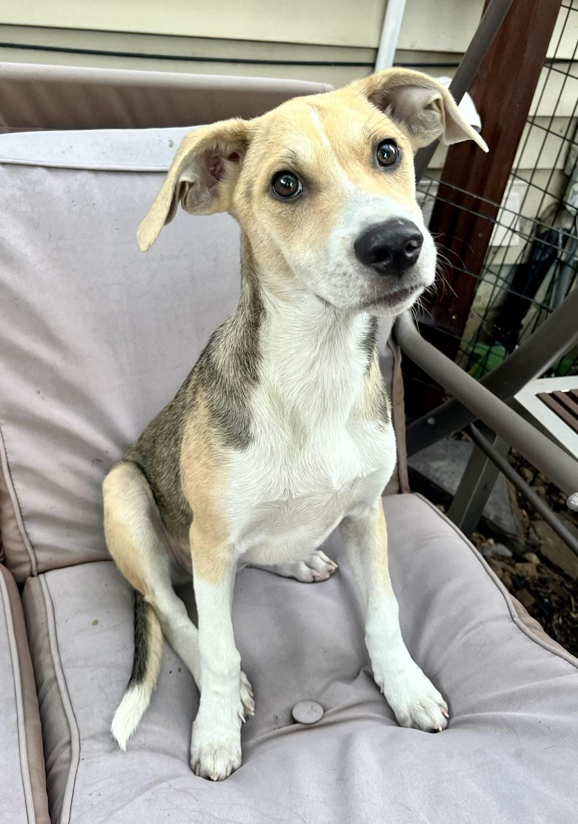 Teagan, an adopted mixed breed in Minneapolis, MN image 2/3