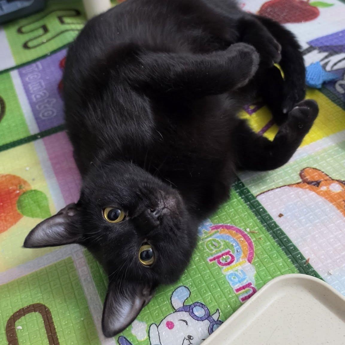 Tulip, an adoptable Domestic Short Hair in Delmar, NY image 2/3
