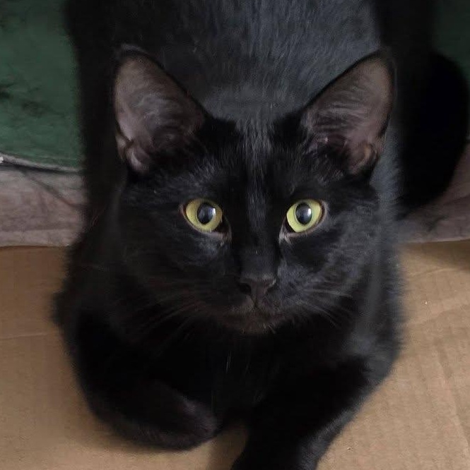 Tulip, adoptable, Adult Female Domestic Short Hair.