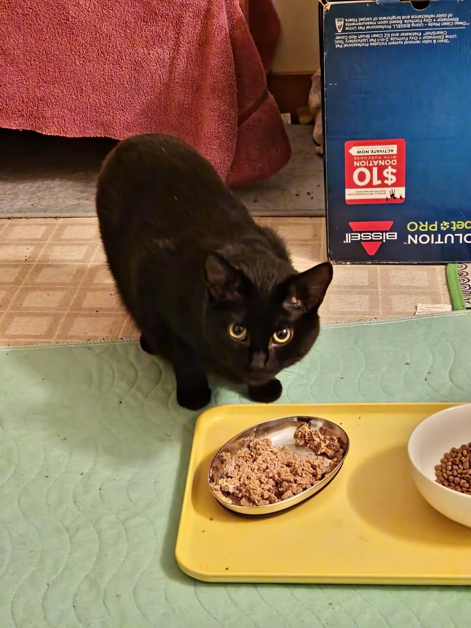 Tulip, an adoptable Domestic Short Hair in Delmar, NY image 3/3