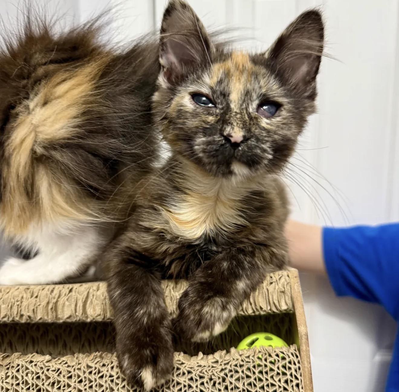 Enlarge Adopted - Porge, an adopted Domestic Short Hair in Bowie, MD image 4/5