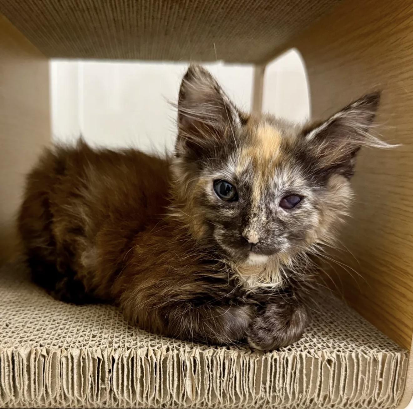 Enlarge Adopted - Porge, an adopted Domestic Short Hair in Bowie, MD image 1/5