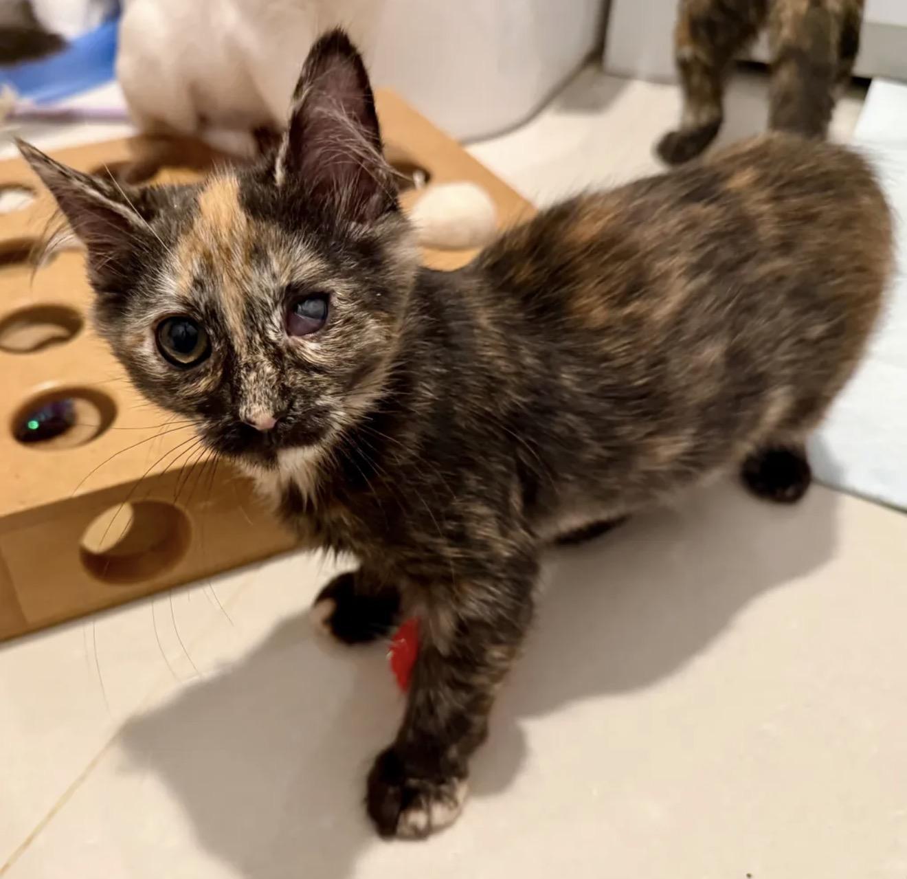 Enlarge Adopted - Porge, an adopted Domestic Short Hair in Bowie, MD image 2/5