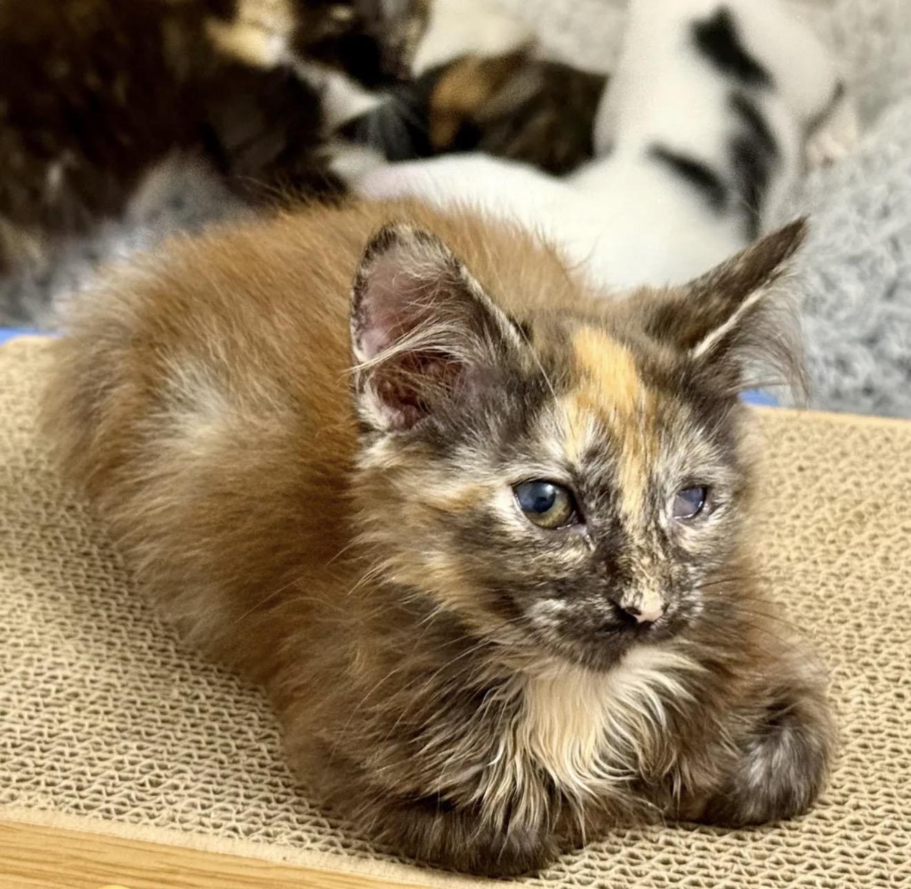 Enlarge Adopted - Porge, an adopted Domestic Short Hair in Bowie, MD image 3/5