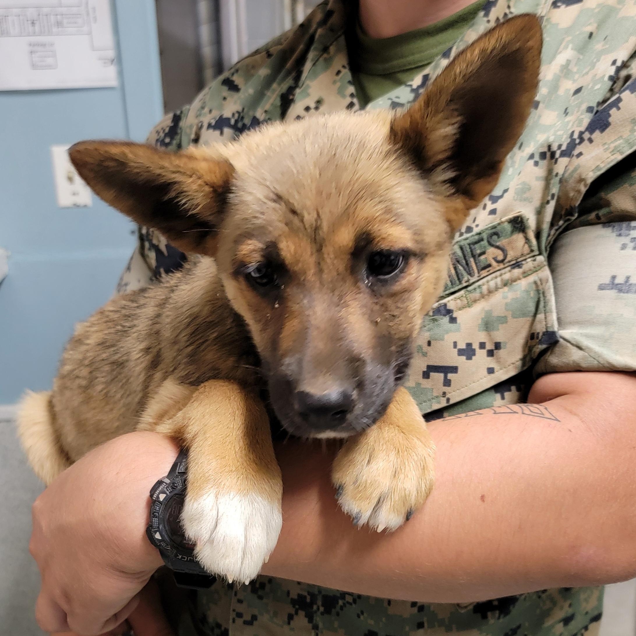 Daisy, an adopted mixed breed in Camp Pendleton, CA image 2/4