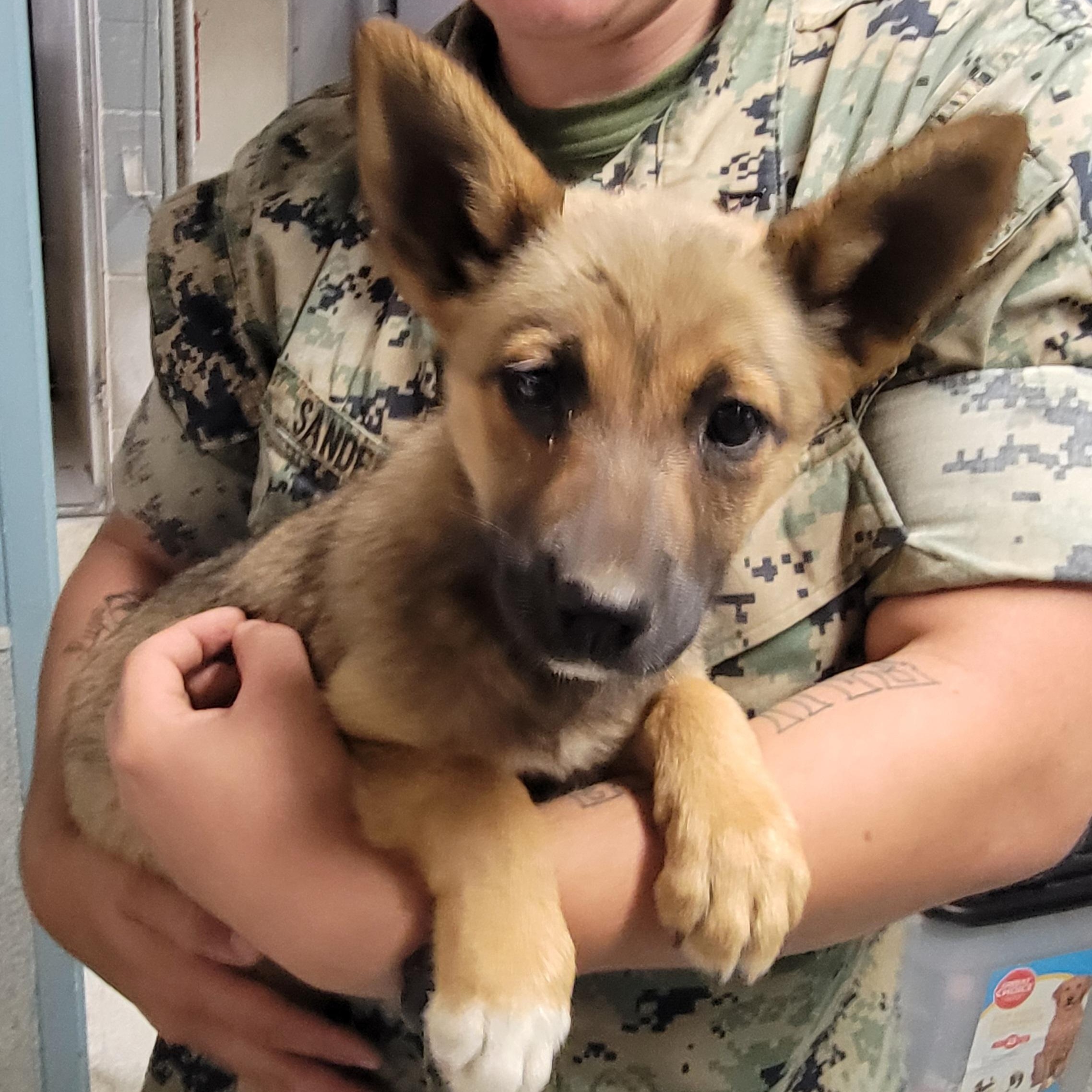 Daisy, an adopted mixed breed in Camp Pendleton, CA image 3/4