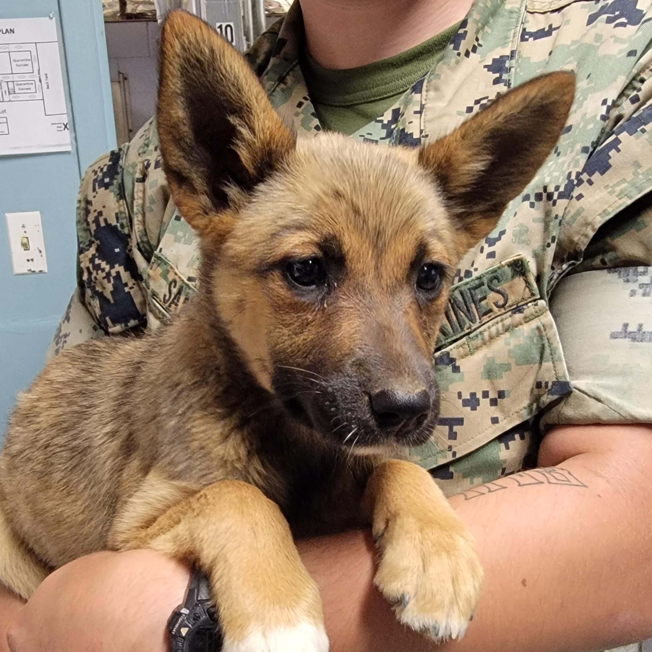 Daisy, an adopted mixed breed in Camp Pendleton, CA image 4/4