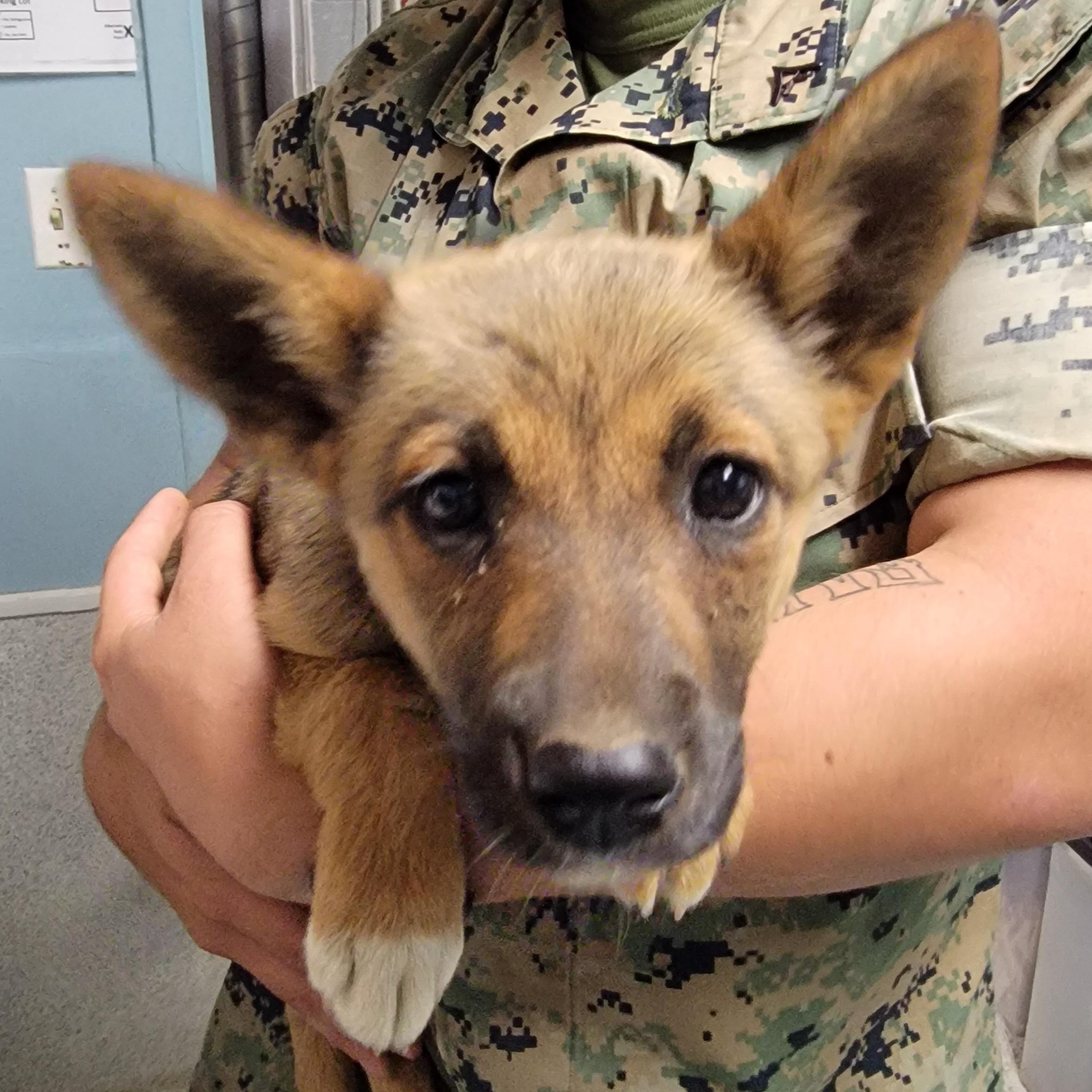 Daisy, an adopted mixed breed in Camp Pendleton, CA image 1/4