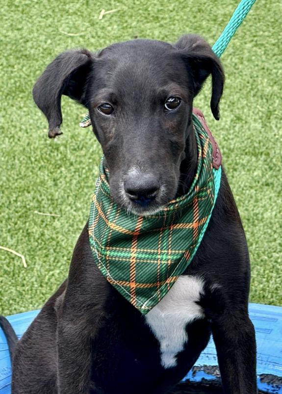 Pookie-from Royal Dog of Egypt to pool lover, an adoptable Saluki in Austin, TX, 78759 | Photo Image 1